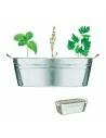 Zinc tub with 3 herbs seeds MIX SEEDS | MO6497