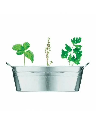 Zinc tub with 3 herbs seeds MIX SEEDS...