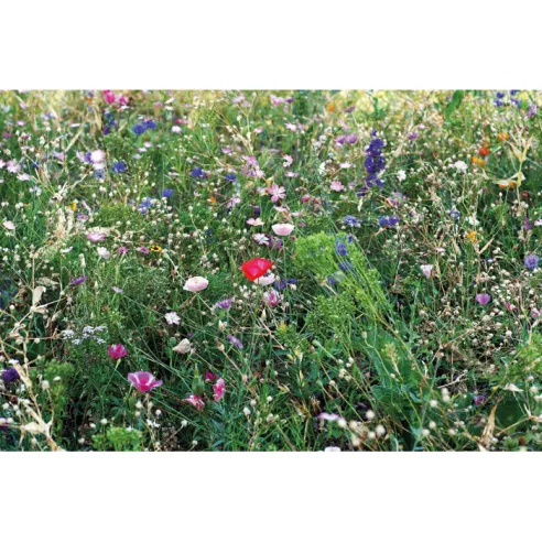 Flowers mix seeds in envelope SEEDLOPEBEE