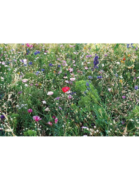 Flowers mix seeds in envelope SEEDLOPEBEE