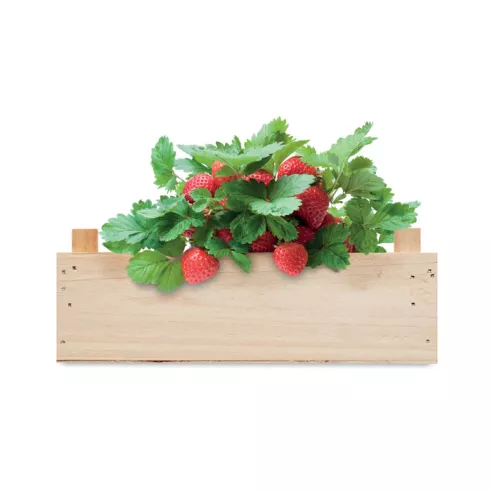 Strawberry kit in wooden crate STRAWBERRY