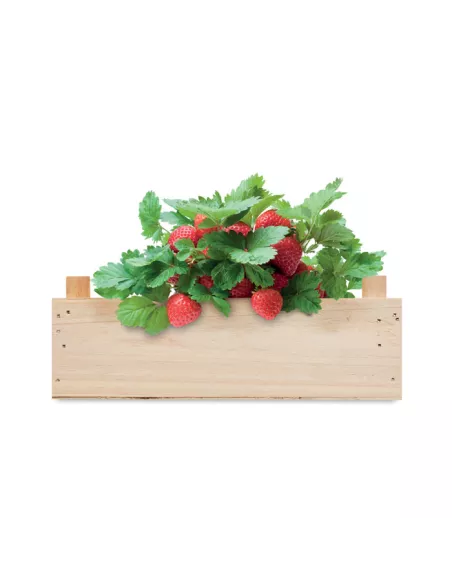 Strawberry kit in wooden crate STRAWBERRY