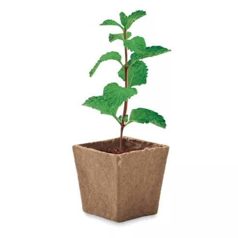 Mint seeds growing kit MINT KIT