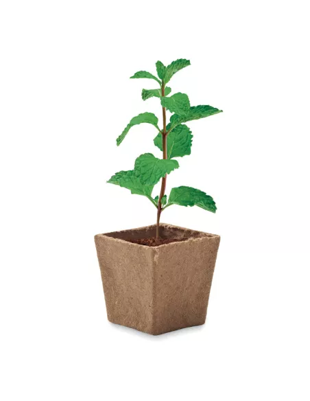 Mint seeds growing kit MINT KIT