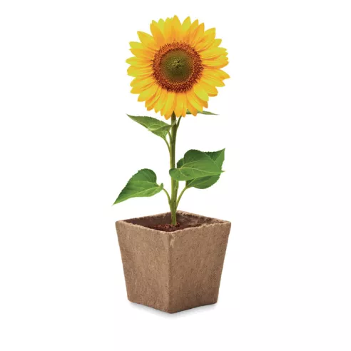 Sunflower growing kit SUNFLOWER KIT