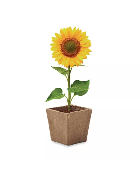 Sunflower growing kit SUNFLOWER KIT