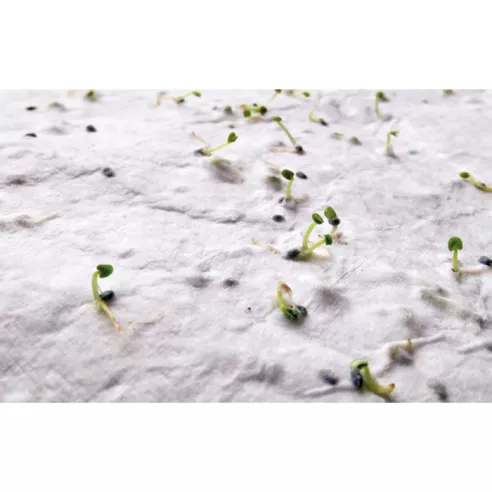 Wildflower seed business card. ASIDA
