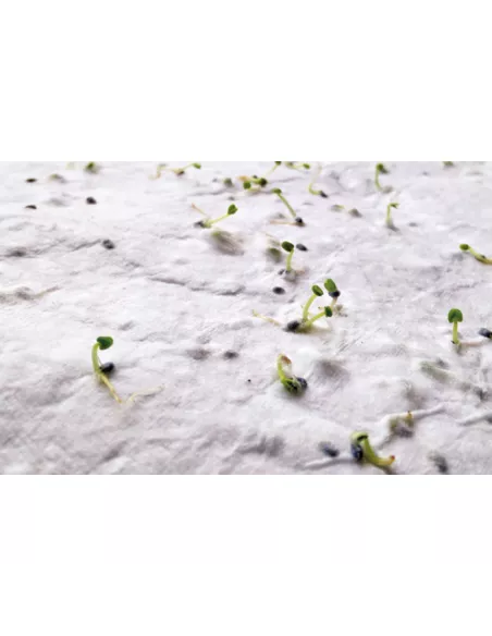 Wildflower seed business card. ASIDA