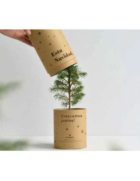 Árbol de navidad en envase de cartón personalizado | Treetube - BR001