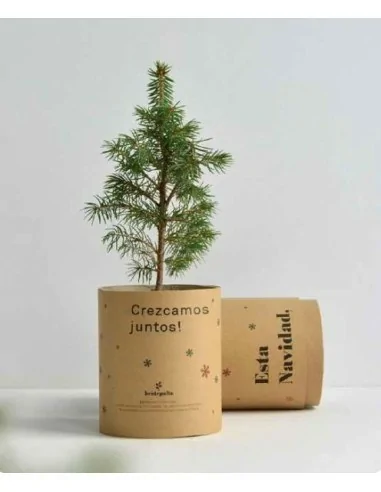 Árbol de navidad en envase de cartón...