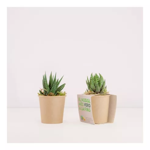 Cactus en recipiente biodegradable personalizado con tu logo