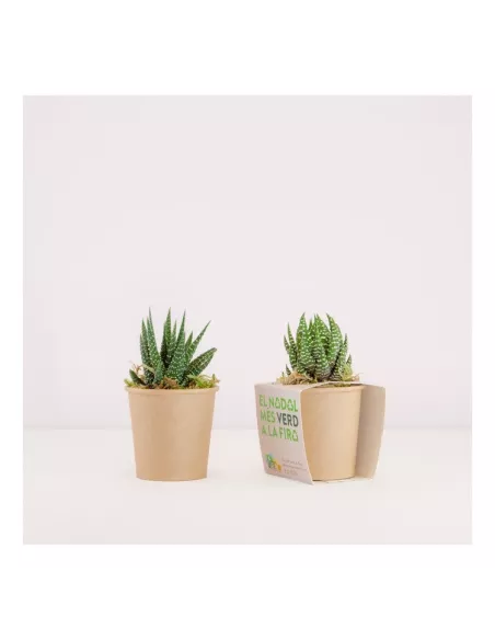 Cactus en recipiente biodegradable personalizado con tu logo