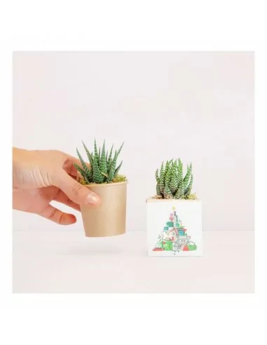 Cactus en recipiente biodegradable...